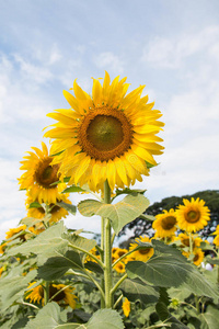 花在向日葵地里很突出。