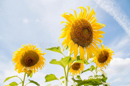 花在向日葵地里很突出。