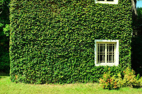 绿色的常春藤围绕着墙