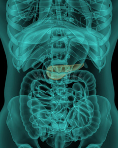 人胰腺与消化器官的解剖