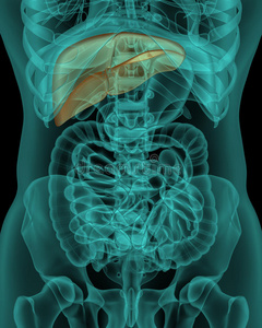 肝脏与预测图片