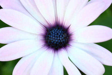 蜜蜂授粉在深紫色的宇宙花上