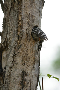 雌性斑胸啄木鸟树状鹦鹉