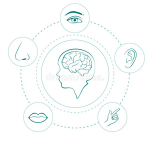 嗅觉和听觉五感图标设置身体部位,五感五感五感,五感五感教育理奈五