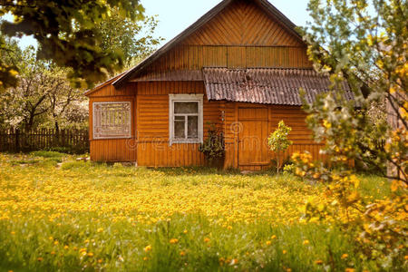 橘子开花橘子屋照片