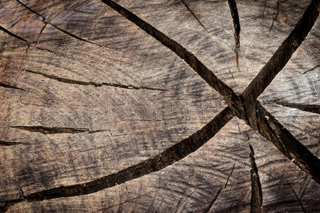 树干 老化 纹理 圆圈 树皮 古老的 森林 时间 特写镜头