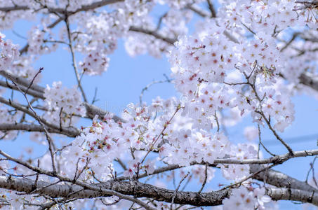 山本樱花樱花