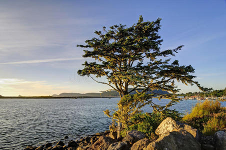 古老的 傍晚 太平洋 风景 岩石 地平线 森林 第一 沿海