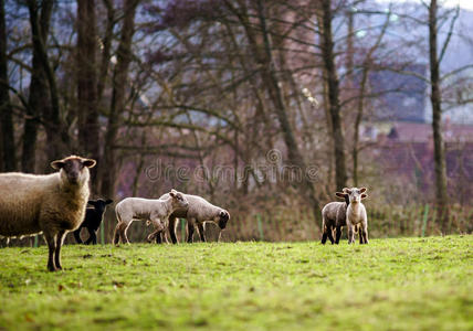 可爱的羔羊和成年绵羊在冬天的田野