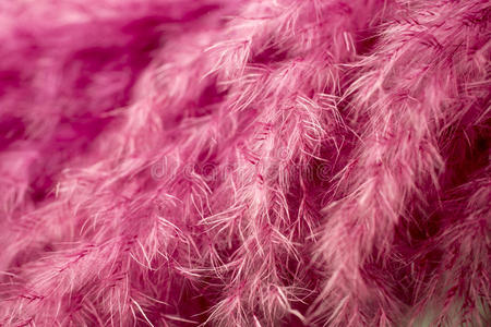 软的 绒布 紫色 洋红色 粉红色 蒲公英 头发 毛茸茸的