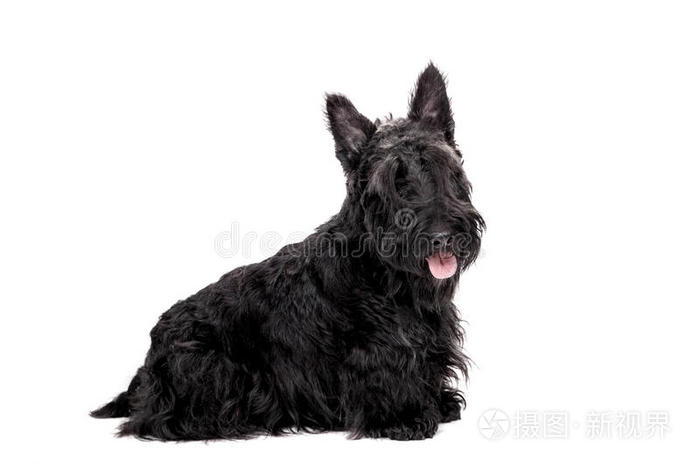 白色背景的黑色苏格兰猎犬