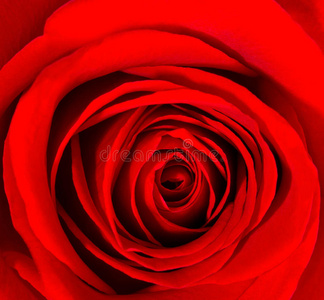 美丽的红玫瑰。 花卉背景