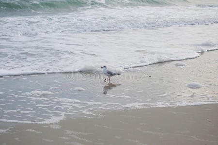 好奇心 波浪 羽毛 海洋 地平线 形象 海鸥 假期 沿海