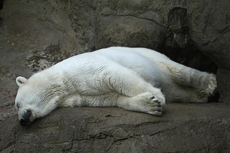 动物园里的北极熊
