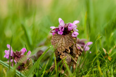 生态学 野芝麻属 荨麻 肖像 紫癜 保护 环境 植物区系