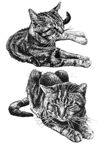 面对 插图 身体 爪子 现实主义 说谎 铅笔 哺乳动物 猫咪