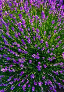 美丽的 颜色 草本植物 风景 盛开 草地 花的 芳香 匈牙利