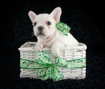 幸运的小狗图片