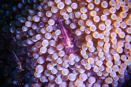 假日 潜水 探索 西里伯斯 海的 印度尼西亚 海洋 珊瑚