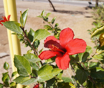 自然 公园 特写镜头 植物 锦葵科 开花 花瓣 外部 分支