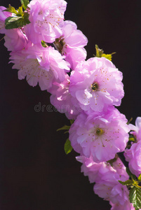 花瓣 分支 开花 花园 自然 四月 特写镜头 颜色 樱桃