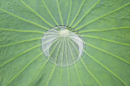 植物区系 特写镜头 颜色 植物 生活 春天 自然 生长 纹理