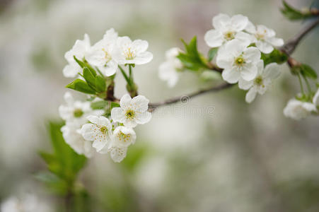 樱桃树花