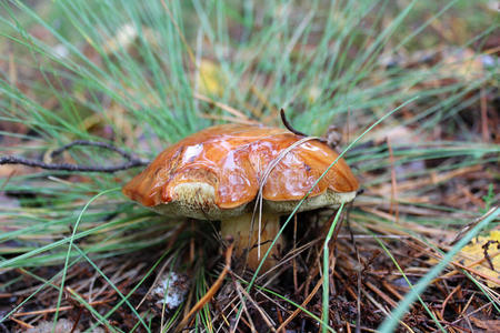 美丽的蘑菇在草地上