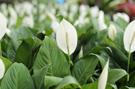 百合 盛开 拖欠 领域 苞片 房子 红掌 自然 植物学 花园