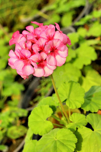 花瓣 夏天 特写镜头 植物学 美女 公园 颜色 植物区系