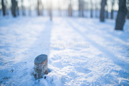 雪和树