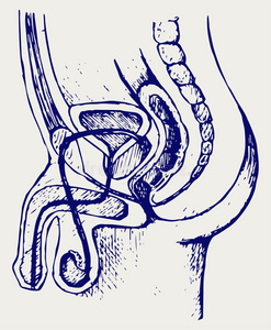 男性泌尿系统