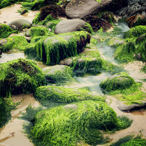 绿色海藻和岩石在沃特维尔，县克里复古效果。