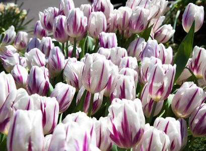 粉红色 花瓣 紫色 花园 美女 春天 花的 领域 郁金香