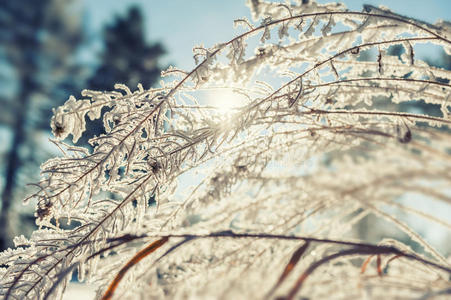 雾凇 日落 新的 分支 降雪 一月 美女 圣诞节 霍尔 床单