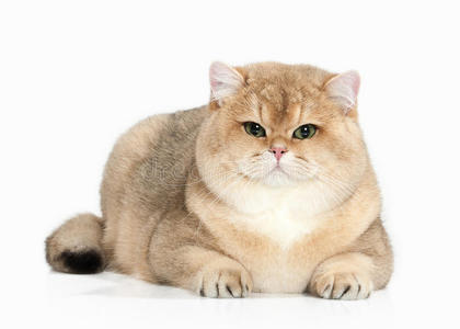 金吉拉猫图片-金吉拉猫素材-金吉拉猫插画-摄图新视界