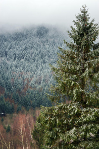冬季森林的美丽景观景观