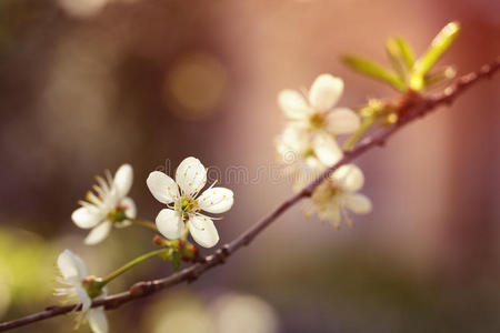 樱桃 前进 美女 苹果 四月 自然 植物区系 日本 果园