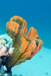 珊瑚礁与美丽的橙色海绵水下