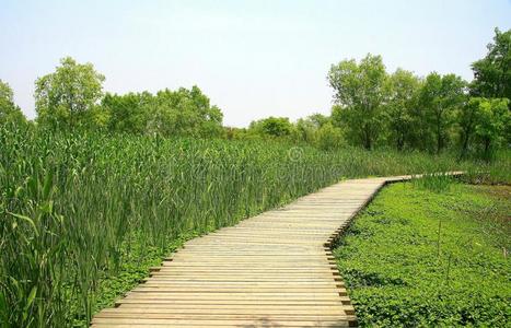 森林 美女 美丽的 采购订单 植物 沼泽 杭州 公园 草地