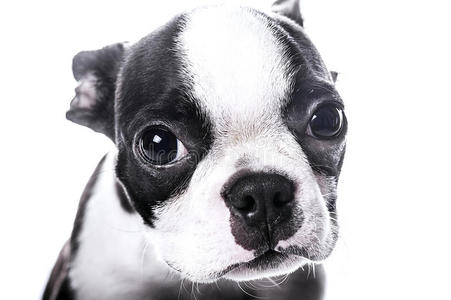 脊椎动物 射击 波士顿 折叠 动物 猎犬 肖像 小狗 照相机
