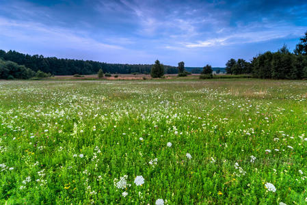 植物 季节 森林 场景 环境 草地 乡村 领域 国家 云景