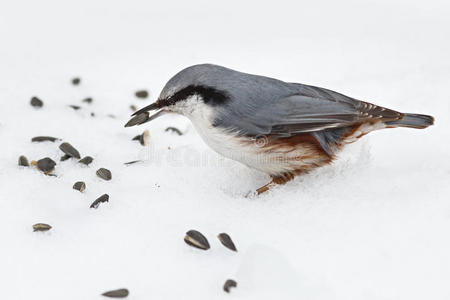冬天喂饥饿的鸟.照片