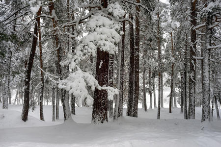 雪松林