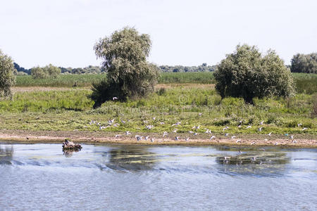 多瑙河三角洲景观