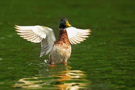 美丽的 阿纳斯 公园 绿头鸭 外部 航班 拍打 池塘 传播