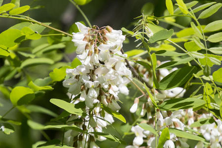 植物 分支 花蜜 植物区系 蜂蜜 蜜蜂 种类 阿拉伯树胶