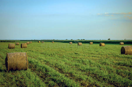 成长 农事 天空 喂养 农田 国家 领域 自然 农场 干草