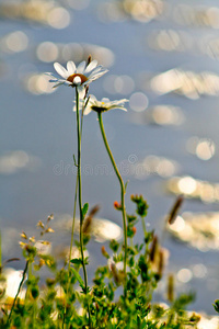 水边公园里的花