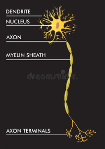 身体 教育 图表 兰维尔 人类 插图 神经元 受体 细胞